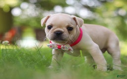French Bulldog dogs for sale: Lacey - Image 3