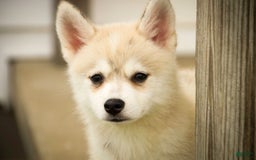 Pomsky dogs for sale: Blaze - Image 4