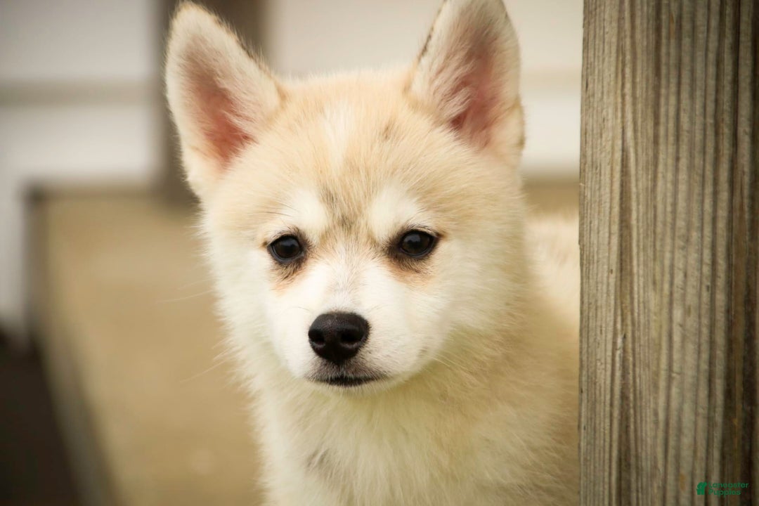 Pomsky dogs for sale: Blaze - Image 4