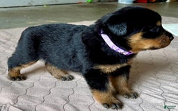 Rottweiler dogs for sale: Purple - Image 2