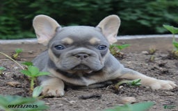 French Bulldog dogs for sale: Penny - Image 5
