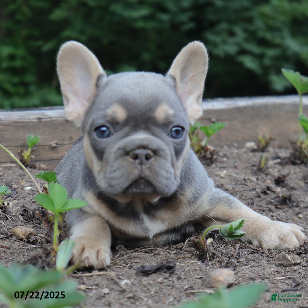French Bulldog dogs for sale: Penny - Image 5
