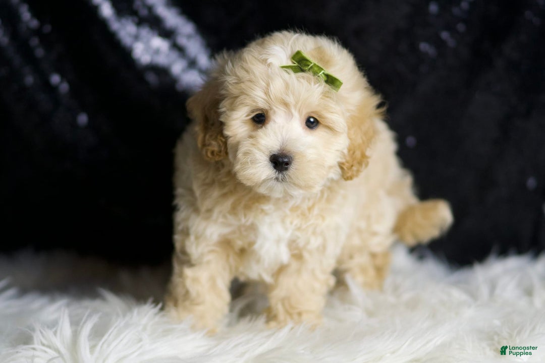 Maltipoo dogs for sale: Maltipoo 6 puppies - Image 11