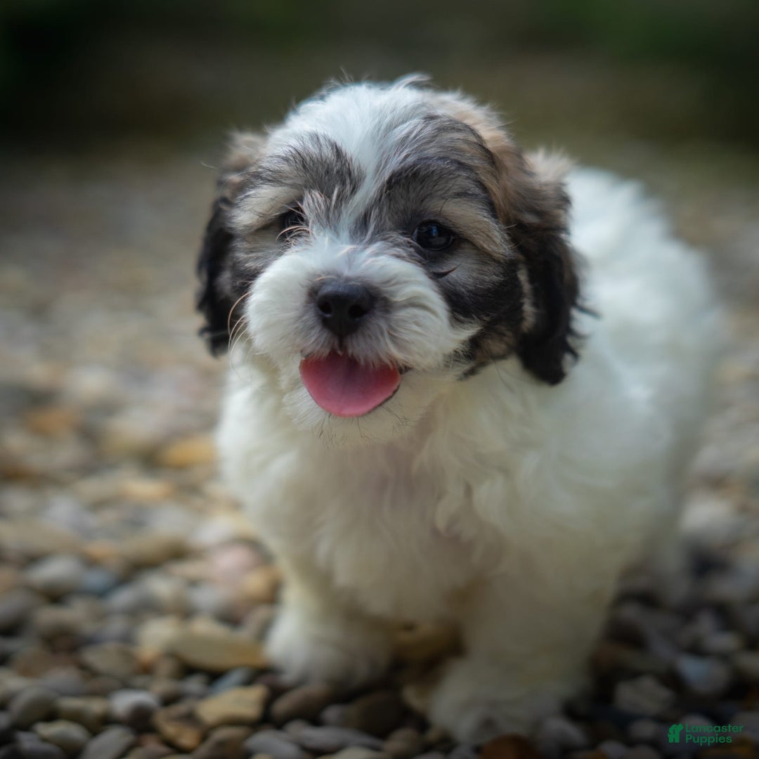 Teddy Bear dogs for sale: Marshmallow - Image 5