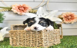 Papillon dogs for sale: Quinn - Image 8