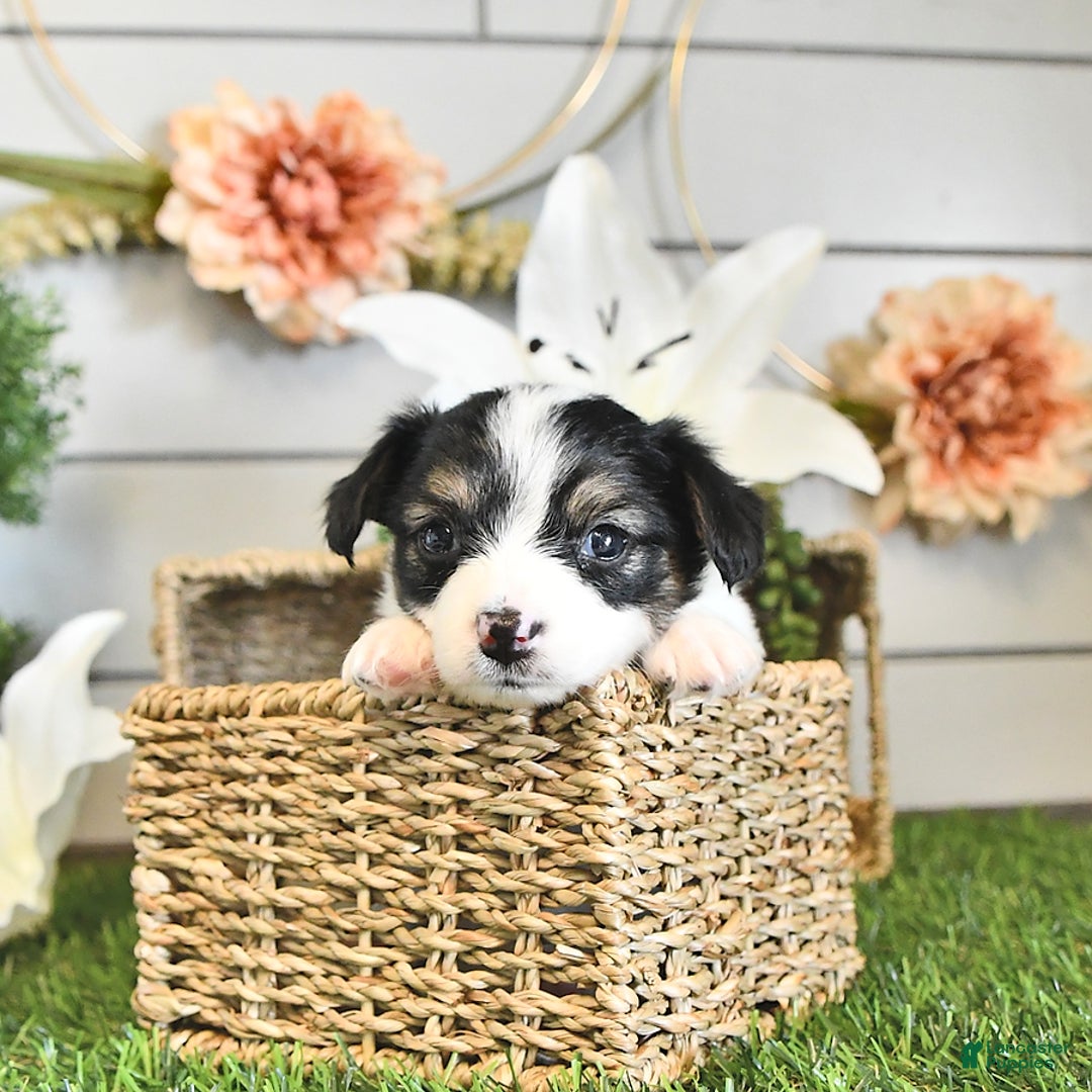 Papillon dogs for sale: Quinn - Image 8