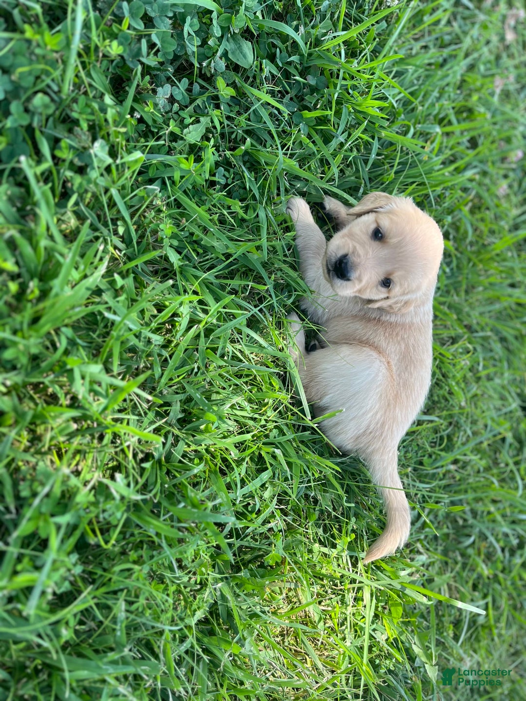 Golden Retriever dogs for sale: Dark Green - Image 1