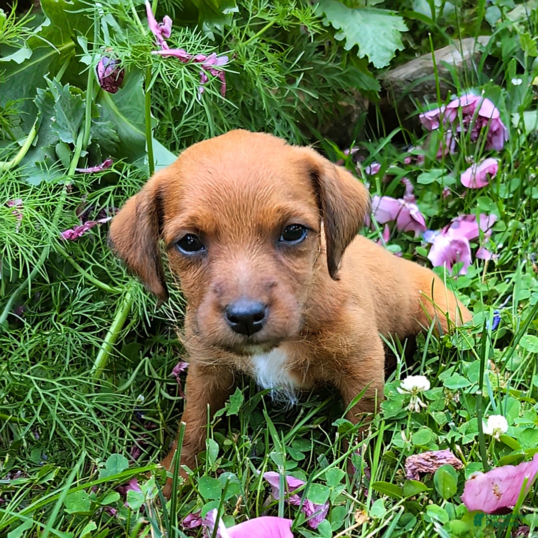Jackapoo dogs for sale: Violet - Image 2
