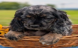 Cocker Spaniel dogs for sale: Flame - Image 2