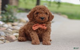 Goldendoodle dogs for sale: Hawk - Image 10