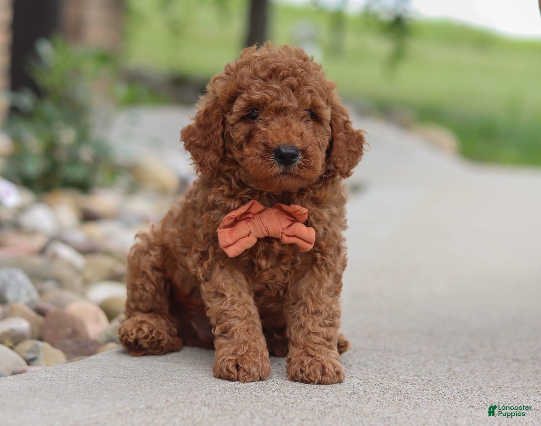 Goldendoodle dogs for sale: Hawk - Image 10