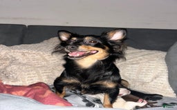 Chihuahua dogs for sale: N/a - Image 5