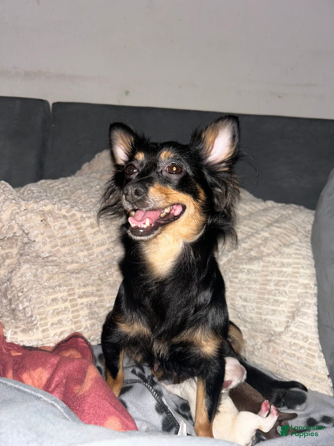 Chihuahua dogs for sale: N/a - Image 5