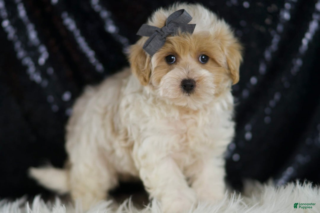 Maltipoo dogs for sale: Orly - Image 3