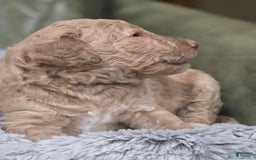 Standard Poodle dogs for sale: Mango - Image 1