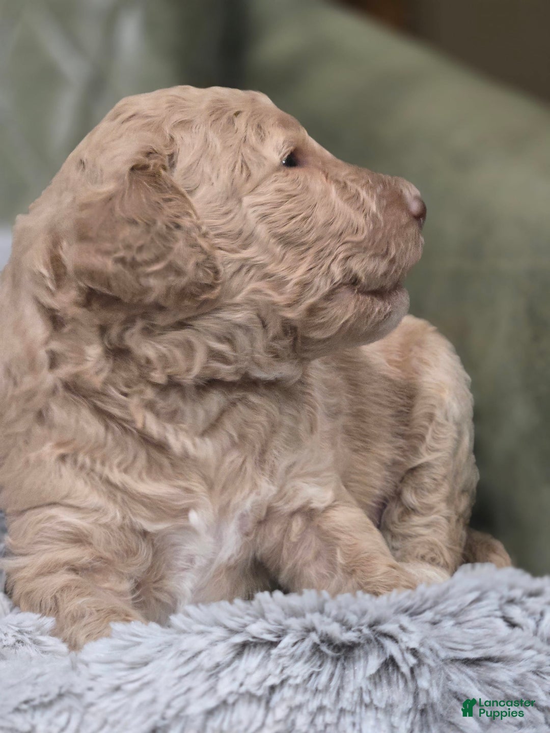 Standard Poodle dogs for sale: Mango - Image 1