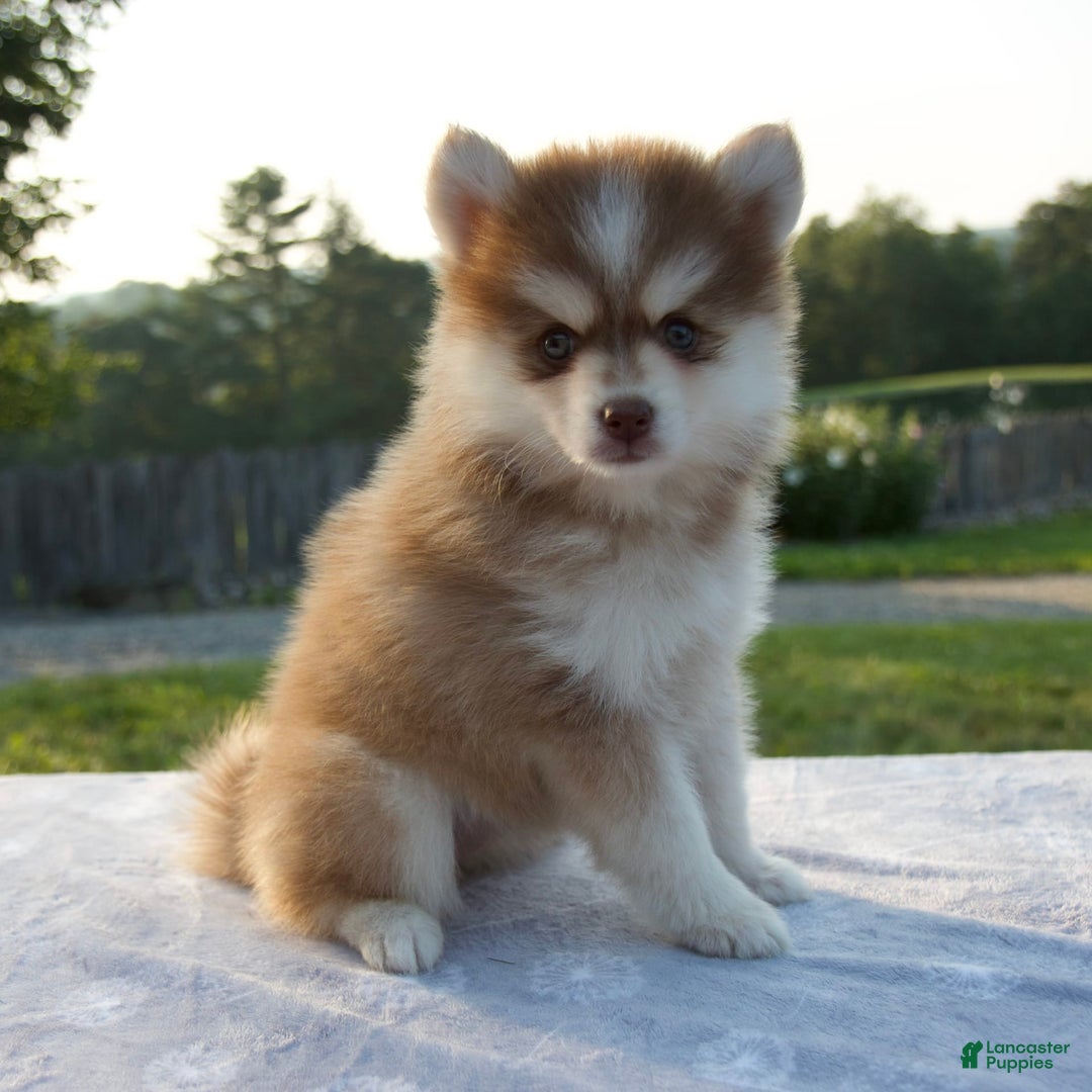Pomsky dogs for sale: Myla - Image 1