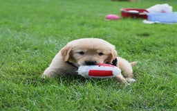 Golden Retriever dogs for sale: Golden Retriever 8 puppies - Image 4