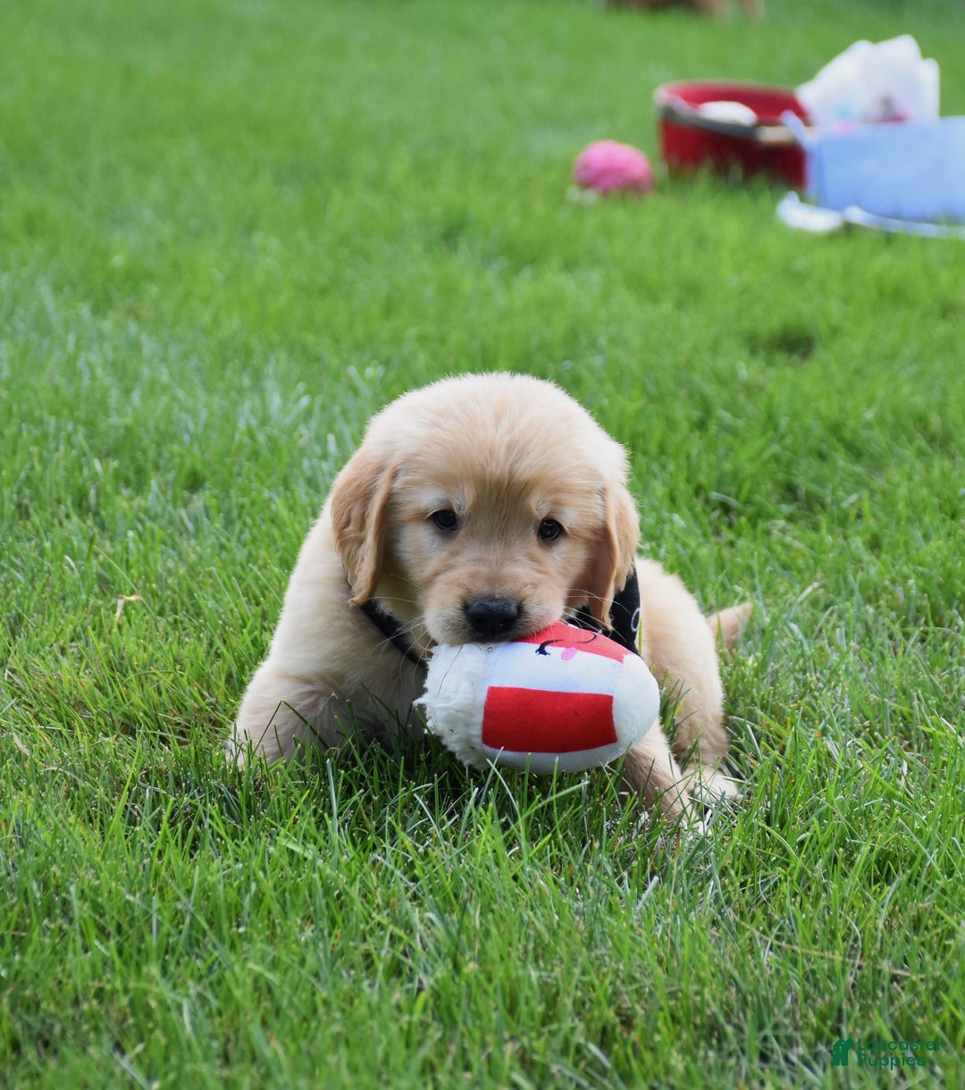 Golden Retriever dogs for sale: Golden Retriever 8 puppies - Image 4