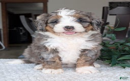 Mini Bernedoodle dogs for sale: Allie - Image 24