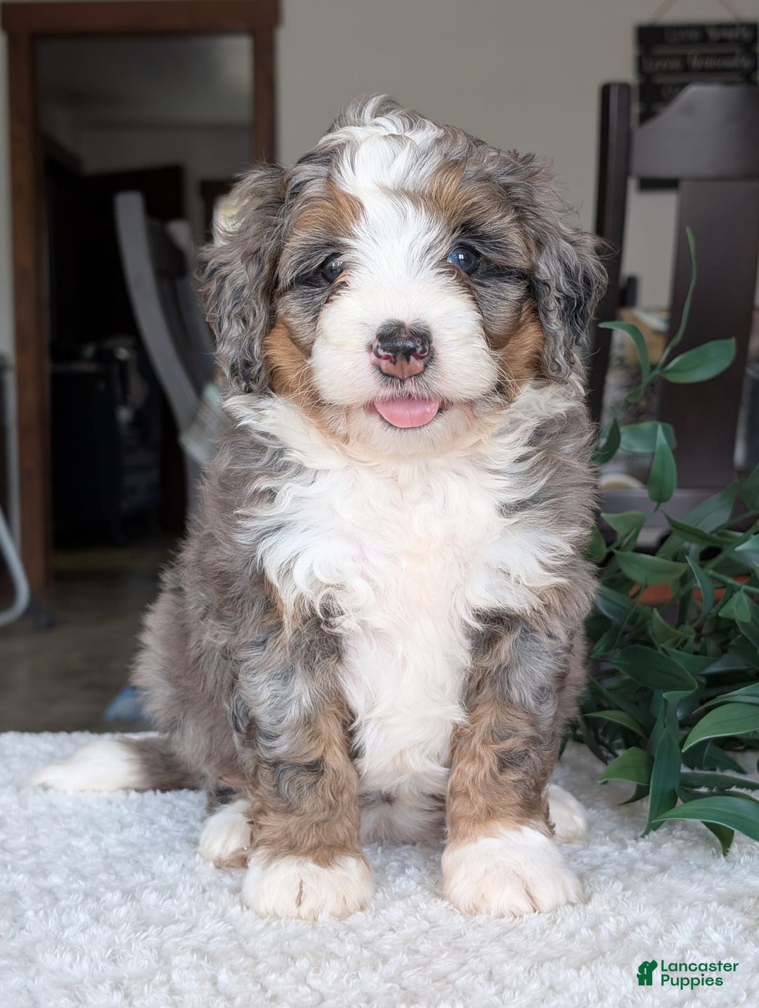 Mini Bernedoodle dogs for sale: Allie - Image 24