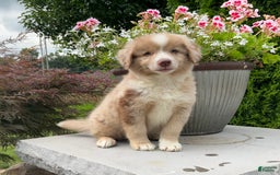 Australian Shepherd dogs for sale: Australian Shepherd 8 puppies - Image 4