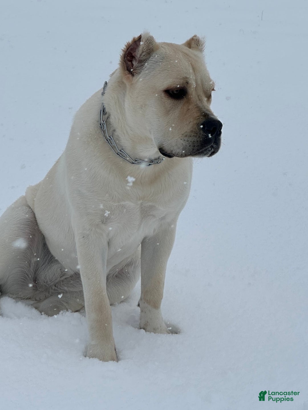Cane Corso dogs for sale: Midge - Image 2