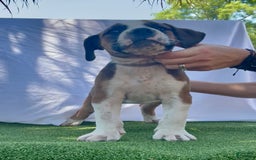 South African Boerboels dogs for sale: Galloway Girl - Image 7