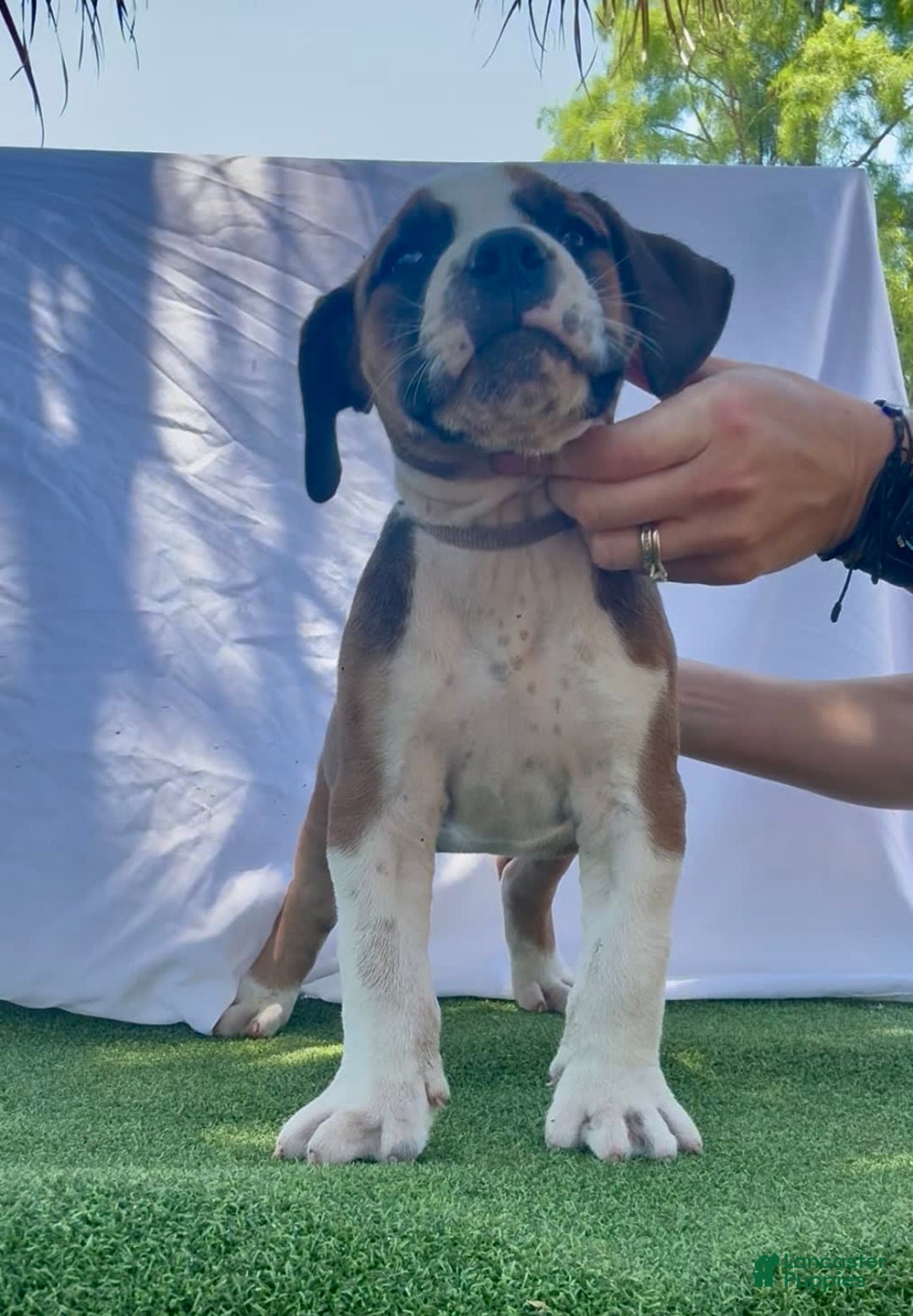 South African Boerboels dogs for sale: Galloway Girl - Image 7