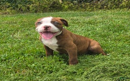 American Bulldog dogs for sale: Miss Honey - Image 23