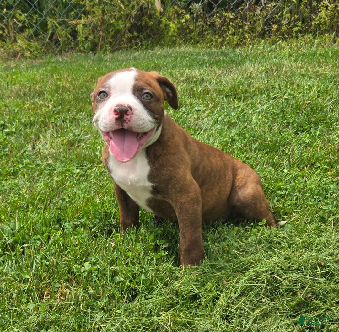 American Bulldog dogs for sale: Miss Honey - Image 23