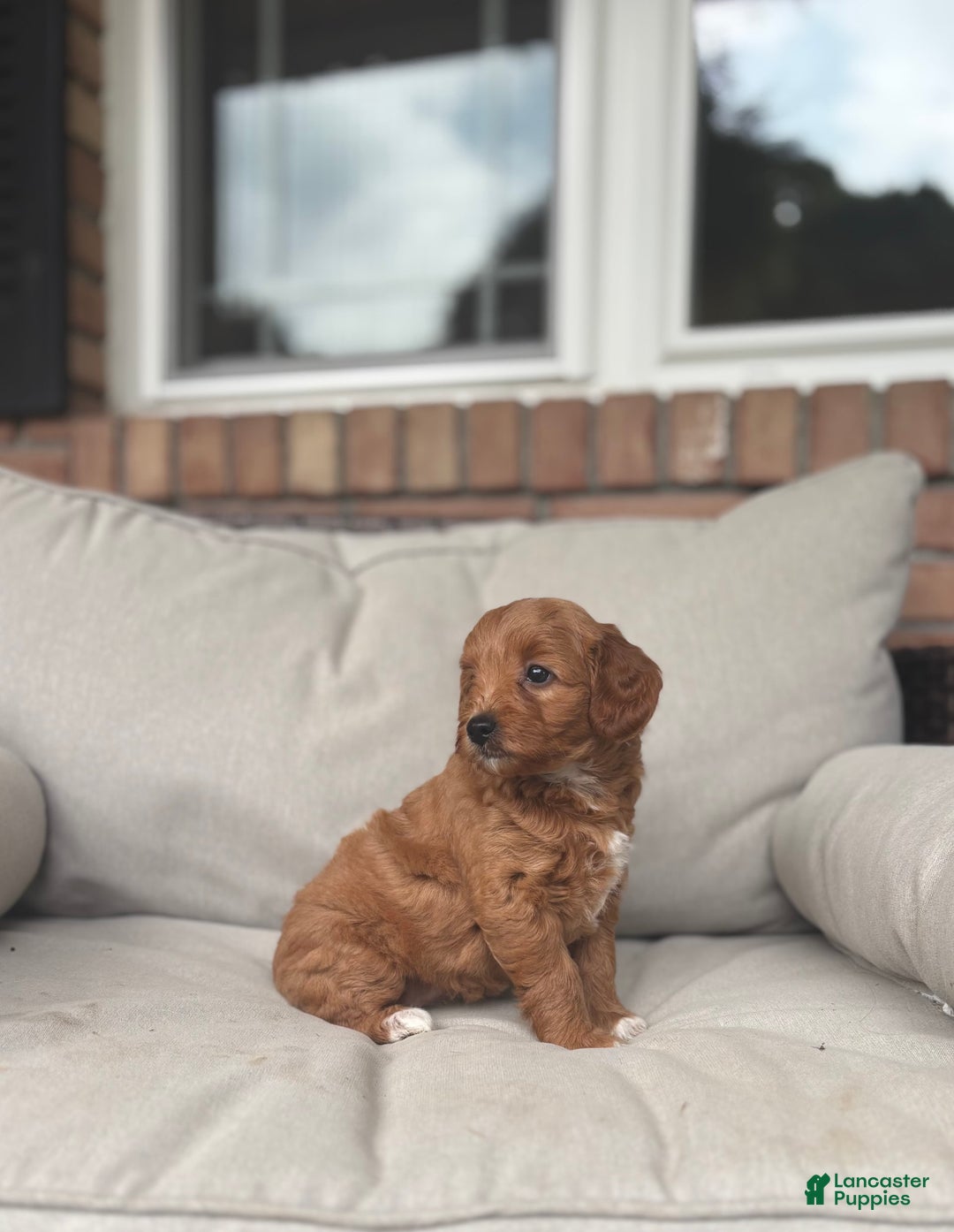 Goldendoodle dogs for sale: Lanie - Image 1