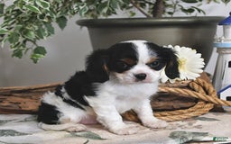 Cavalier King Charles Spaniel dogs for sale: Jace - Image 9
