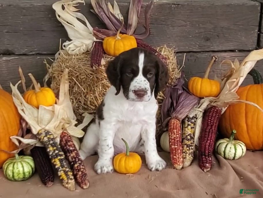 English Springer Spaniel dogs for sale: Hunter - Image 1