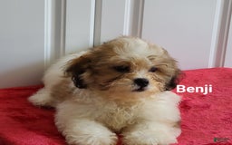Teddy Bear dogs for sale: Benji - Image 5