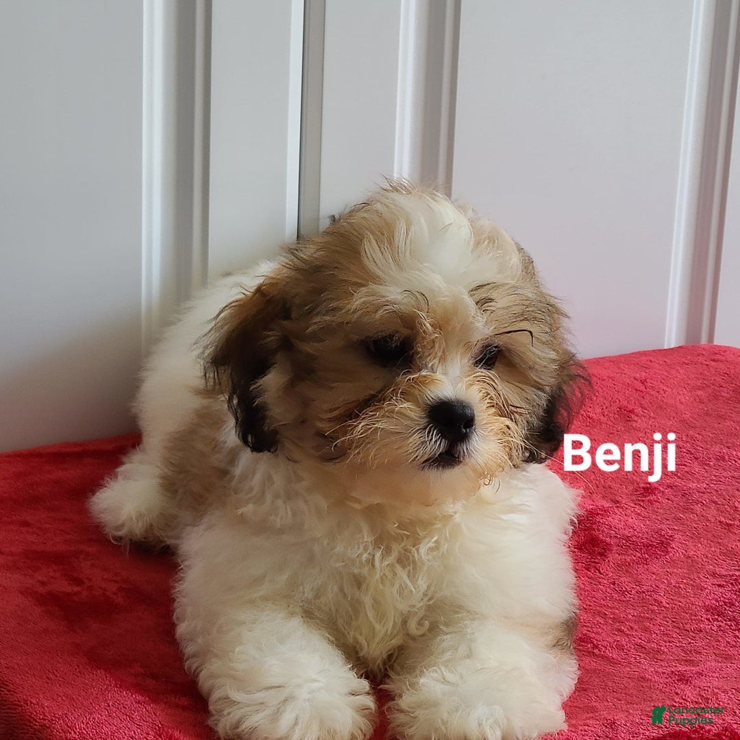 Teddy Bear dogs for sale: Benji - Image 5