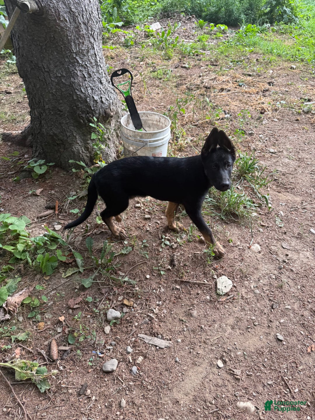 German Shepherd dogs for sale: Princess - Image 13