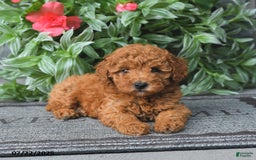 Miniature Poodle dogs for sale: Dolly - Image 2