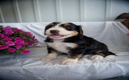 Bernedoodle dogs for sale: Spiderman - Image 11
