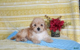 Mini Goldendoodle dogs for sale: Lewis - Image 13
