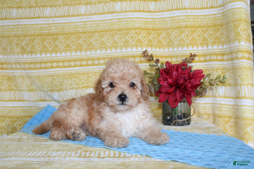 Mini Goldendoodle dogs for sale: Lewis - Image 13