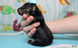 Mini Bernedoodle dogs for sale: Jan - Image 9