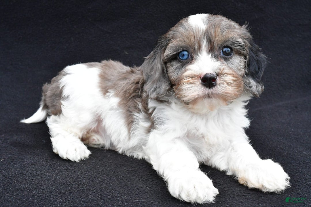 Cavapoo dogs for sale: Reeses - Image 3