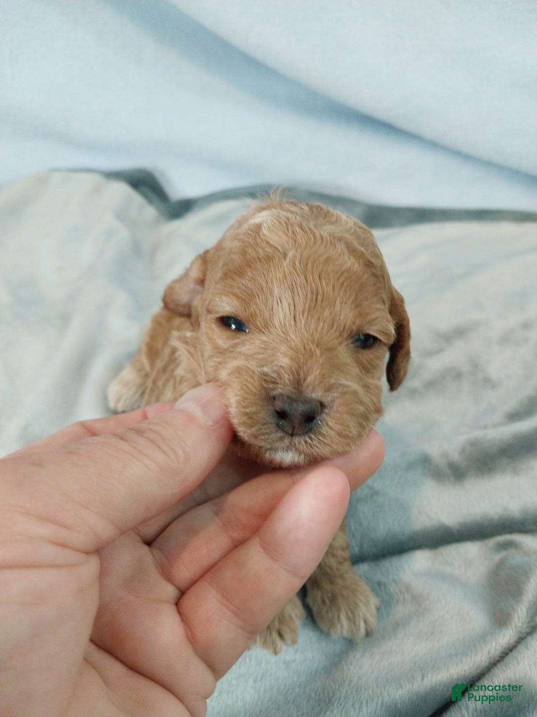 Toy Poodle dogs for sale: Kubby - Image 4