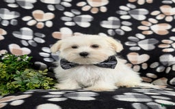 Maltese dogs for sale: Donegan Akc - Image 13