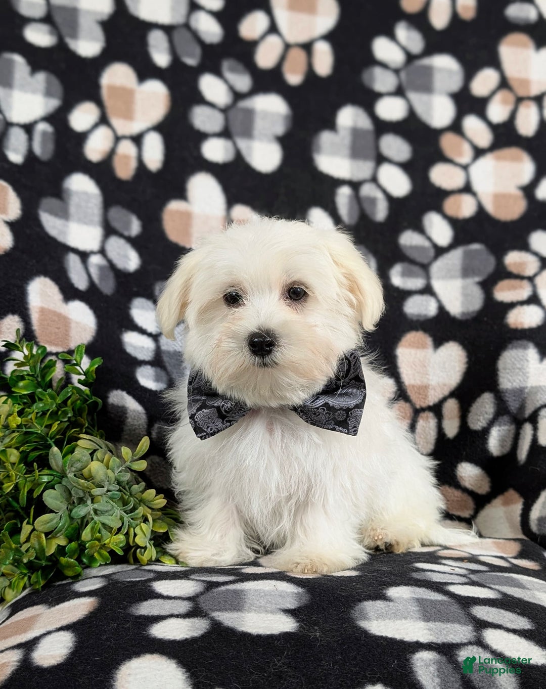 Maltese dogs for sale: Donegan Akc - Image 13