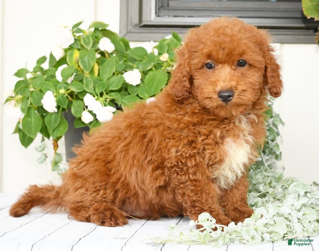 Cavapoo dogs for sale: Finn - Image 1