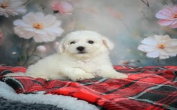 Bichon Frise dogs for sale: Jasper - Image 2
