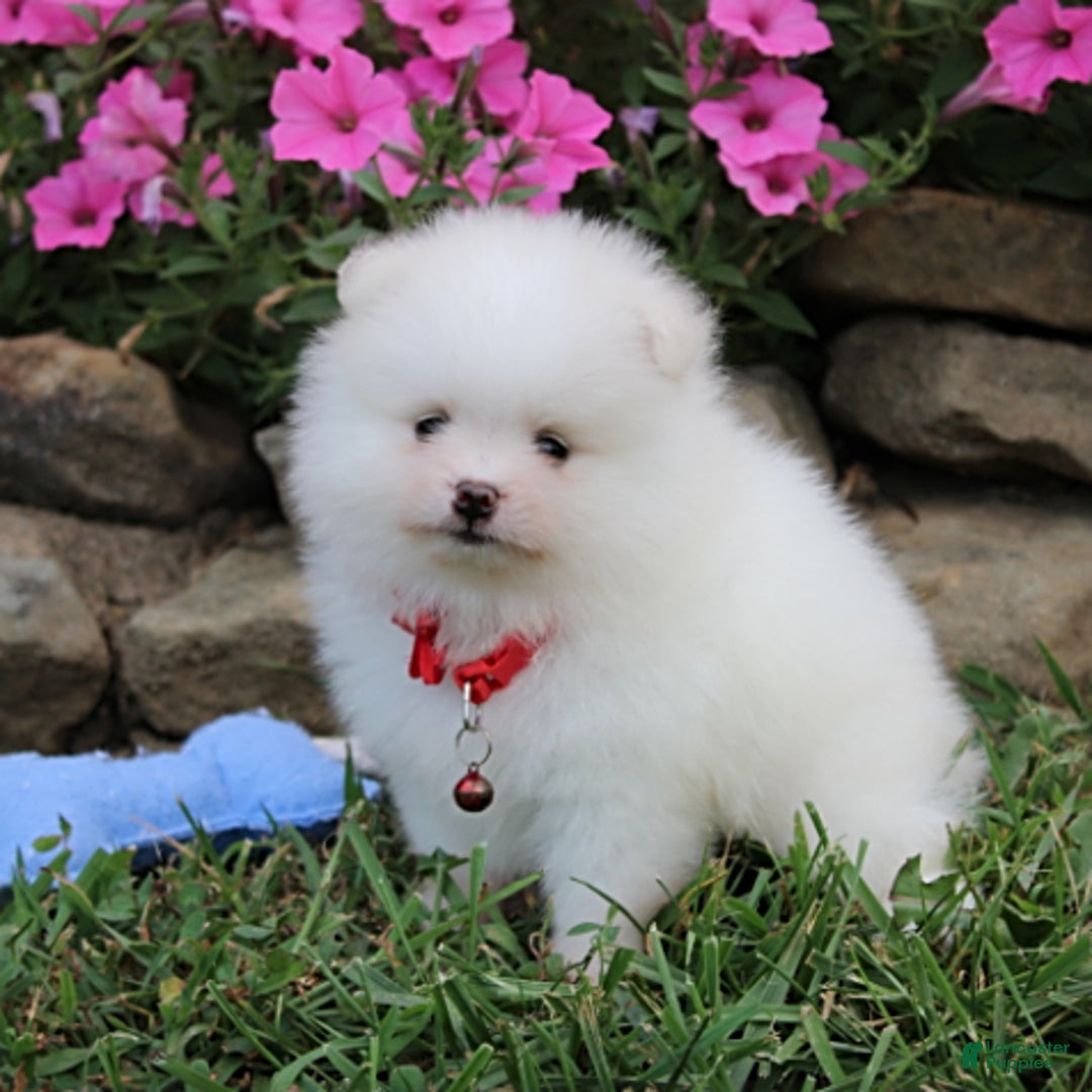 Pomeranian dogs for sale: Kaden - Image 16