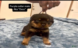 Rottweiler dogs for sale: Purple Collar - Image 1